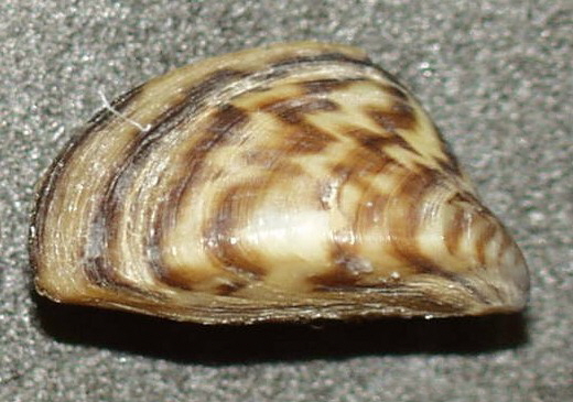 <p><strong>Fig. 8.45.</strong> The zebra mussel (<em>Dreissena</em> <em>polymorpha</em>), an invasive freshwater species, was introduced to the North American Great Lakes through ballast water.</p>