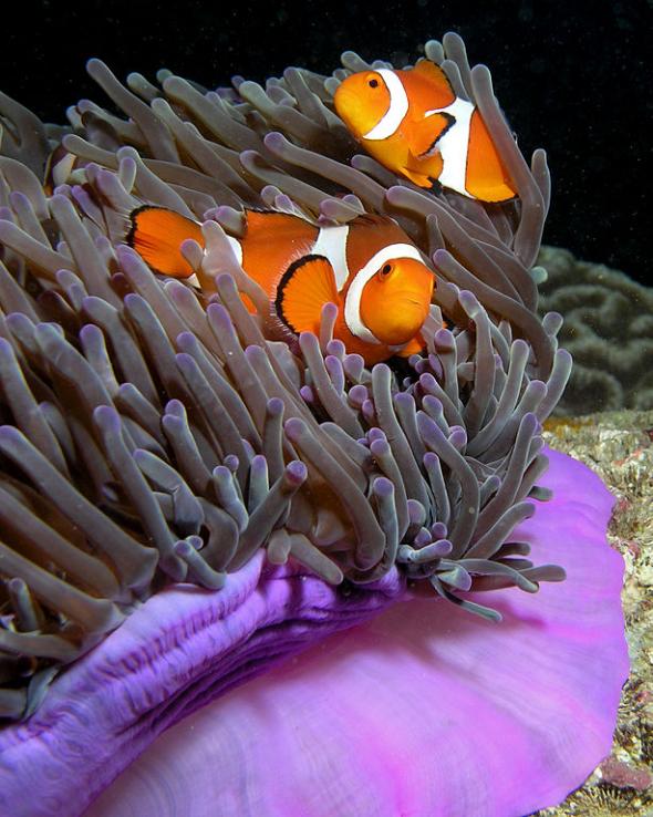 <p><strong>Fig. 4.71.</strong> If a female anemone fish dies, a juvenile male moves in, and the larger, resident male will change sex to female.</p><br />

