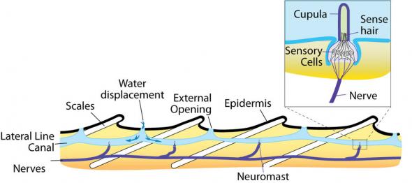 <p>Lateral line, close-up of pits with hair cells</p>
