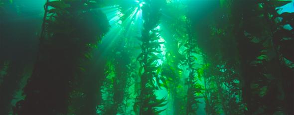 <p><strong>Fig. 2.1.</strong> Kelp forest dominated by the brown macroalga <em>Macrocystis pyrifera</em> or giant kelp</p><br />
