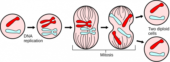 <p><strong>Fig. 2.46.</strong> Major events in mitosis</p><br />  