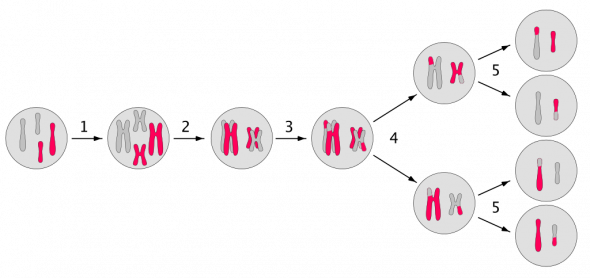 <p><strong>Fig. 2.47.</strong> Major events in meiosis (see descriptions of events 1–5 in the following text). 1. Chromosomes are duplicated 2. 3. 4. 5. Second division separates each chromosome, leaving one copy of each type per cell.</p><br />
