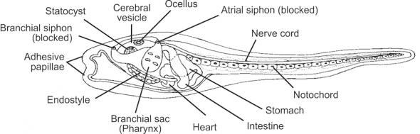 <p><strong>Fig. 3.100.</strong> Diagram of the internal anatomy of a swimming tunicate larva</p><br />

