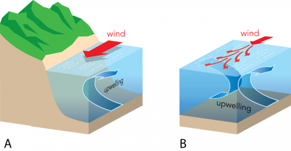 <p><strong>Fig. 3.23.</strong> The processes of upwelling. The combination of prevailing winds and Ekman transport moves water away from an area. Cool, nutrient-rich bottom water replaces it. (<strong>A</strong>) coastal upwelling and (<strong>B</strong>) equatorial upwelling in the Northern Hemisphere.</p><br />
