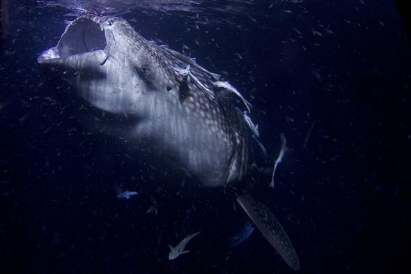 <p><strong>Fig. 4.39.</strong> Some fishes feed by filtering out through their buccal pump such as this whale shark, which feeds on plankton</p>
