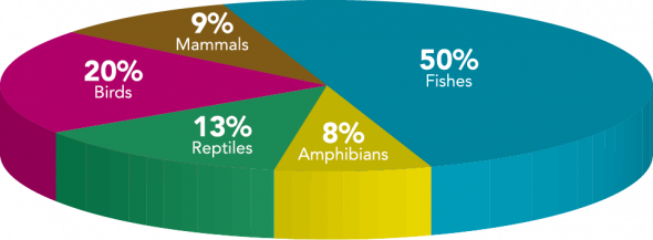 <p><strong><span style="font-size: 13.008px;">Fig. 4.4. </span></strong>Relative<span style="font-size: 13.008px;"> percentage of vertebrates. Approximately 50 percent of living vertebrates are fishes.</span></p>
