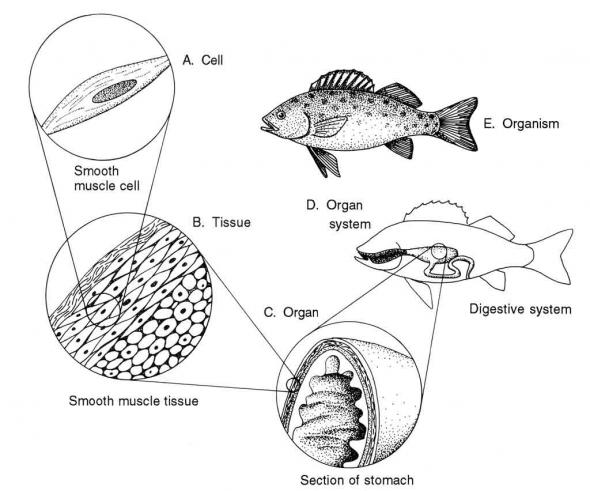 <p><strong>Fig. 4.48.</strong> Organization of structures in living organisms</p><br />
