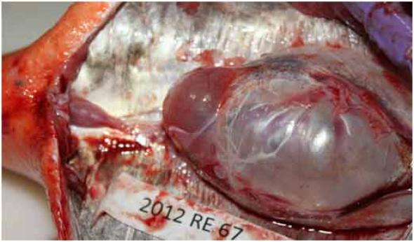 <p><strong>Fig. 4.57.</strong> Inflated gas bladder of a deep water rougheye rockfish after capture.</p><br />
