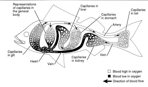 <p><strong>Fig. 4.59.</strong> Schematic of a fish’s circulatory system, showing only the major systems. All parts of the body are served by arteries, capillaries, and veins.</p><br />
