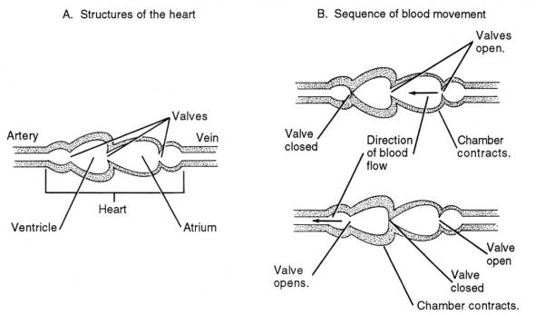 <p><strong>Fig. 4.60.</strong> Contraction of heart muscles moves blood through the system.</p><br />
