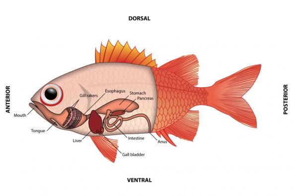<p><strong>Fig. 4.63.</strong> The digestive system of a fish</p>
