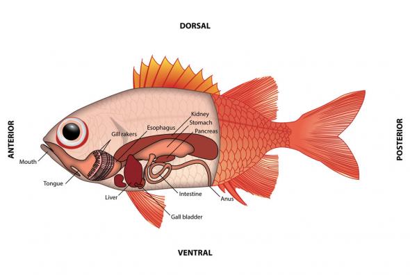 <p><strong>Fig. 4.64.</strong> Internal anatomy of a fish showing the digestive organs.</p><br />
