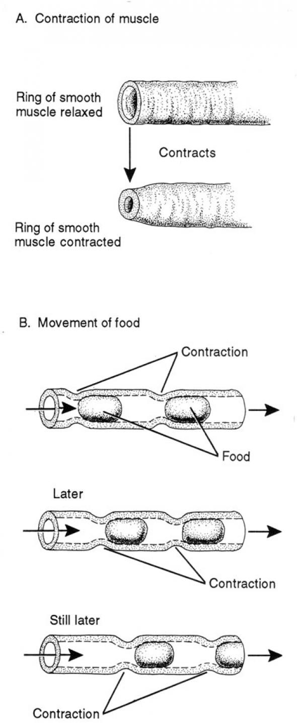 <p><strong>Fig. 4.65.</strong> The contraction of smooth muscles in the digestive tract is called peristalsis.</p>
