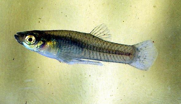 <p><strong>Fig. 4.69.</strong> A male mosquitofish with a gonopodium used for internal fertilization</p>
