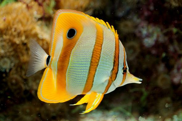 <p><strong>Fig. 4.76. </strong>Copperband butterflyfish (Chelmon rostratus), with a large eyespot, tall and thin body, and maneuverable fins</p>
