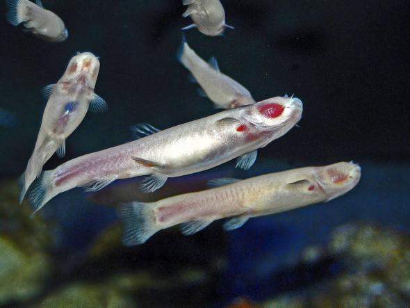 <p><strong>Fig. 4.79. </strong>Phreatichthys andruzzii is one of many colorless and eyeless fish species broadly described as cavefish; they are missing eyes, which allows the red flesh beneath to show through</p>
