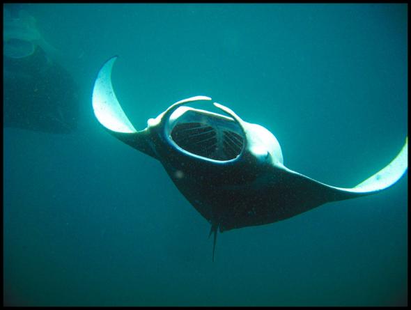 <p><strong>Fig. 4.81.</strong> A manta ray feeding on tiny planktonic organisms.</p><br />
