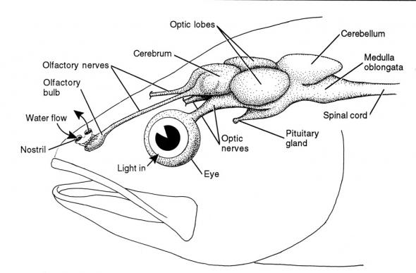 <p><strong>Fig. 4.82.</strong> Brain and sense organs of a fish</p><br />
