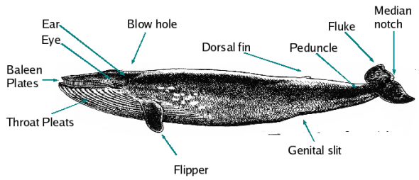 <p><strong>Fig. 6.14.</strong> General cetacean anatomy</p>
