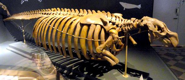 <p><strong>Fig. 6.8.</strong>&nbsp;(<strong>C</strong>) Skeleton of extinct Steller’s sea cow (<em>Hydrodamalis gigas</em>)</p>
