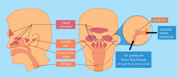 <p><strong>Fig. 9.15.</strong> Air spaces in the head include the middle ear, the Eustachian tube, the nasal sinuses, and the throat. These areas respond to changes in pressure.</p><br />
