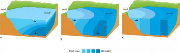 <p><strong>Fig. 2.25.</strong> Vertical salinity profiles for three types of estuaries (A) salt-wedge, (B) slightly stratified, and (C) vertically mixed.</p>
