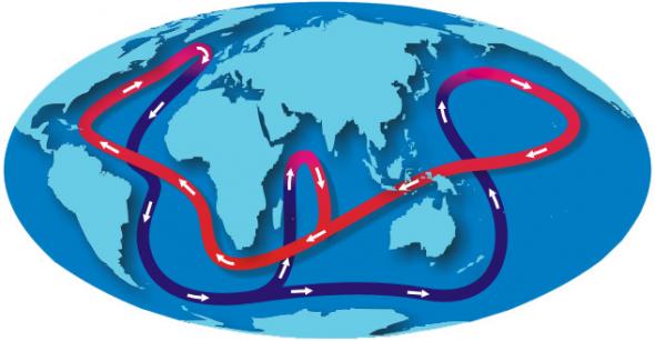 <p><strong>SF Fig. 2.9.</strong> In this model of the Global Conveyor Belt, warmer ocean surface currents (in red) and colder bottom currents (in dark blue) are interconnected. This is a very simplified model of global ocean circulation.</p><br />
