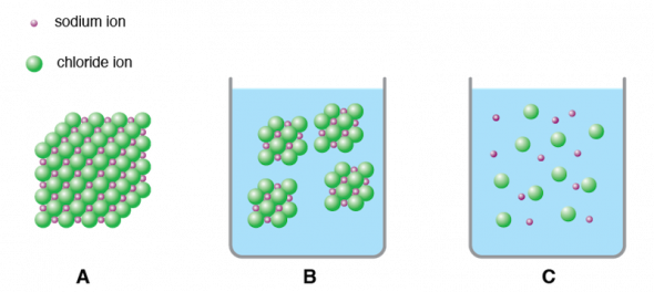 <p><strong>Fig two.33.</strong> Dissolution and dissociation of sodium chloride. Sodium and chloride ions in (<strong>A</strong>) a large crystal, (<strong>B</strong>) dissolved in water as smaller crystals, and (<strong>C</strong>) dissociated in water.</p><br />  