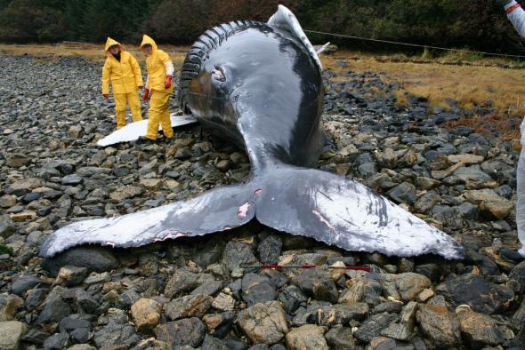 <p><strong>Fig. 2.14.</strong> Veterinarians in Alaska examine the body of a humpback whale calf to determine what caused its stranding.</p>
