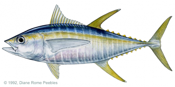 <p>SF Fig. 4.6. (A) Yellowfin tuna elevate their whole body temperature</p>
