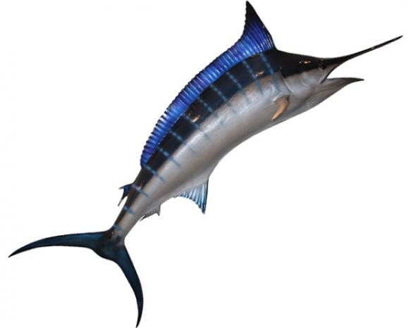 <p>(B) Blue marlin keep their heads hotter than the surrounding water.</p>
