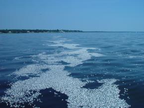 <p><strong>Fig. 2.19.</strong> (<strong>A</strong>) A fish kill in Narragansett Bay, Rhode Island, due to extremely low oxygen concentrations (August 2003). Each silver spot is a fish.</p>
