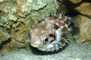<p><strong>(B) </strong>An inflated porcupine fish</p>
