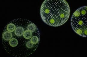 <p><strong>Fig. 1.1.</strong> <em>Volvox</em> sp., a freshwater alga viewed through a compound light microscope</p>
