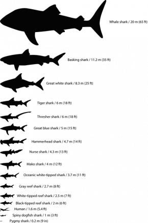 <p><strong>Fig. 1.13.</strong> Maximum sizes of various species of sharks scaled to relative size</p>