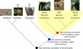 <p><strong>Fig. 1.17.</strong> Phylogenetic trees show evolutionary relationships between species or other groups of organisms. A sample monophyletic group of monkeys, apes, humans, and their last common ancestor (red dot) is highlighted in yellow. A second potential monophyletic group could include those in yellow as well as the tarsiers and the last common ancestor of this larger group (blue dot).</p>
