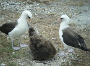 <p><strong>Fig. 1.3.</strong>&nbsp;(<strong>C</strong>) Laysan albatross parents feed their offspring at Midway Atoll.</p>
