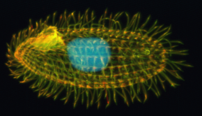 <p><strong>Fig. 1.4.</strong> (<strong>C</strong>) This is a confocal fluorescence microscope shows <em>Tetrahymena thermophilia</em>, a single-celled organism commonly used in biomedical research.</p>
