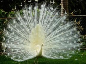 <p><strong>Fig. 1.7.</strong> A male Indian peacock (<em>Pavo cristatus</em>) with white leucistic color mutation displays his full plumage. Genetic mutations give rise to new genotypes. New genotypes may result in new phenotypes or traits such as body size or color patterning.</p>
