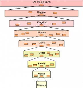 <p><strong>Fig. 1.9.</strong> This diagram illustrates the nested hierarchy used in modern biological classification.</p>
