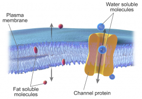 <p><strong>Fig. 2.10.</strong> Diffusion across a permeable barrier</p>
