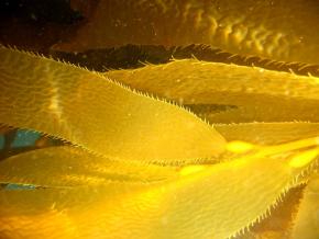 <p><strong>Fig. 2.21.</strong>&nbsp;(<strong>B</strong>) Giant Kelp, <em>Macrocystis pyrifera</em>, blades</p>
