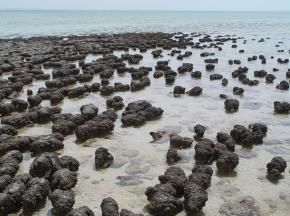 <p><strong>Fig. 2.26.</strong> Stromatolites at Hamelin Pool Marine Nature Reserve, Shark Bay, Australia. Stromatolites are formed by Cyanobacteria, one of the oldest living taxonomic groups.</p>
