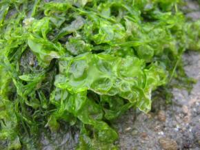 <p><strong>Fig. 2.28.</strong>&nbsp;(<strong>A</strong>) Sea lettuce (<em>Ulva lactuca</em>), an edible green macroalga</p>
