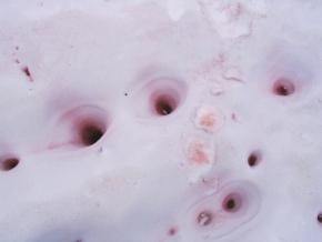 <p><strong>Fig. 2.29.</strong> (<strong>B</strong>) The pink color of <em>C. nivalis</em> is concentrated where the snow is compressed or melted.</p>
