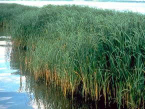 <p><strong>Fig. 2.2.</strong> (<strong>D</strong>)&nbsp;<em>Spartina alterniflora</em>, a coastal salt marsh grass</p>
