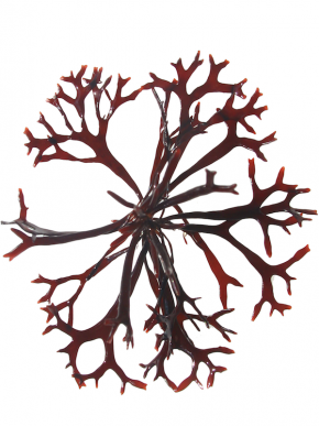 <p><strong>Fig. 2.31.</strong>&nbsp;(<strong>B</strong>) Irish moss, <em>Chondrus crispus</em>, an edible red alga and source of industrial carrageenan</p>
