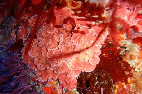 <p><strong>Fig. 2.31.</strong>&nbsp;(<strong>D</strong>) Red crustose coralline algae in Three Kings Island, New Zealand</p>
