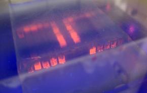<p><strong>Fig. 2.32.</strong>&nbsp;(<strong>B</strong>) Agarose gel made from red algae is used in electrophoresis, which is a laboratory method for separating large molecules like DNA and RNA.</p>
