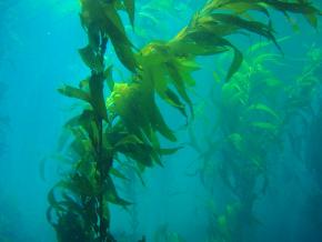 <p><strong>Fig. 2.33.</strong>&nbsp;(<strong>B</strong>) Brown algae known as Giant kelp (<em>Macrocystis pyrifera</em>) growing off the California coast</p>

